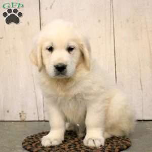 Gary, English Cream Golden Retriever Puppy
