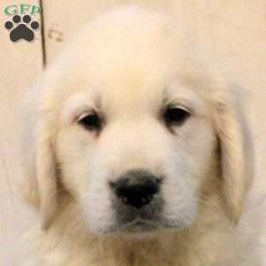 Gary, English Cream Golden Retriever Puppy