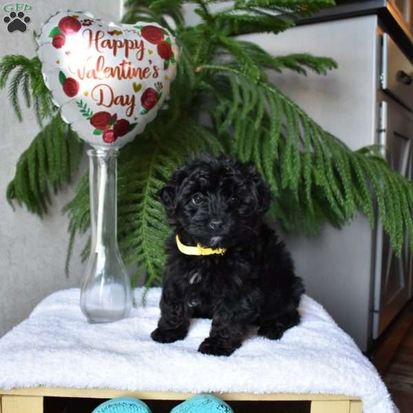 Gaven, Yorkie Poo Puppy