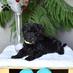 Gaven, Yorkie Poo Puppy