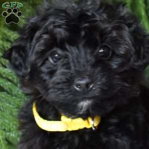 Gaven, Yorkie Poo Puppy