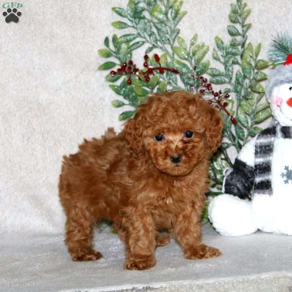 Gavin, Miniature Poodle Puppy