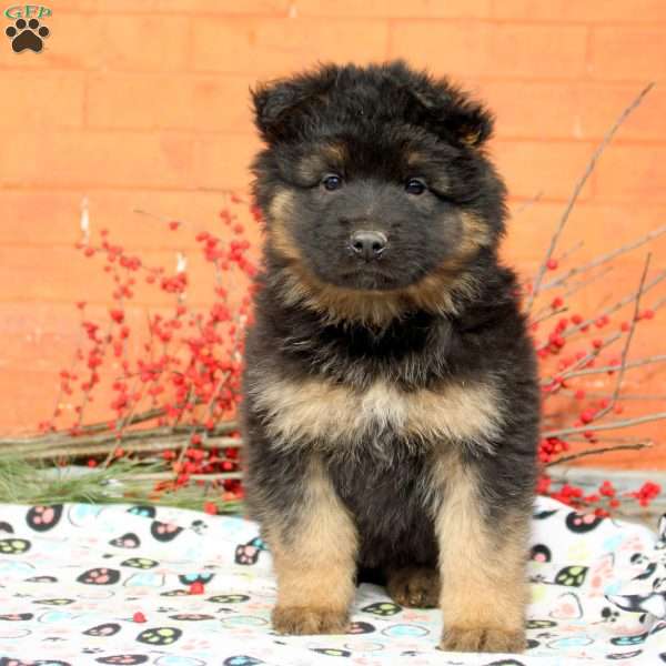 Gemma, German Shepherd Puppy