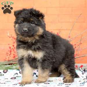 Gemma, German Shepherd Puppy