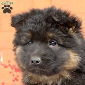 Gemma, German Shepherd Puppy
