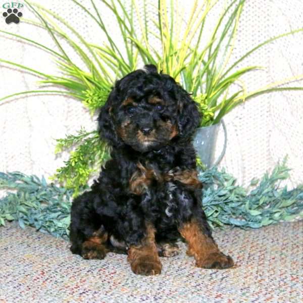 Geneva, Cockapoo Puppy