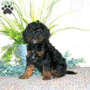 Geneva, Cockapoo Puppy