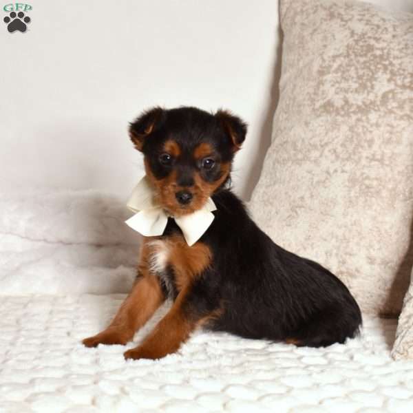 Geo, Yorkie Poo Puppy