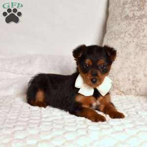 Geo, Yorkie Poo Puppy