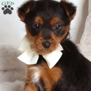 Geo, Yorkie Poo Puppy