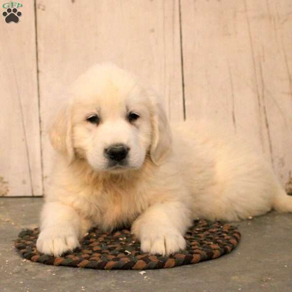George, English Cream Golden Retriever Puppy