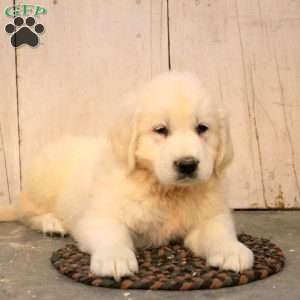 George, English Cream Golden Retriever Puppy