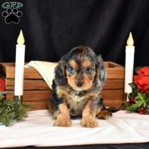 George, Cavapoo Puppy