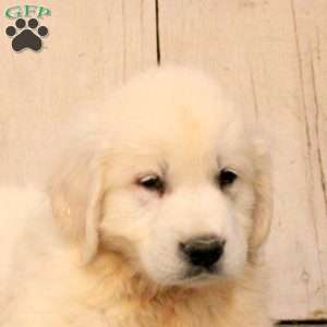 George, English Cream Golden Retriever Puppy