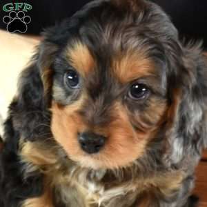 George, Cavapoo Puppy