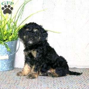 George, Cockapoo Puppy