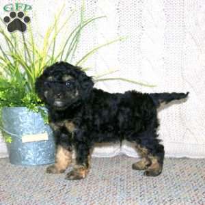 George, Cockapoo Puppy