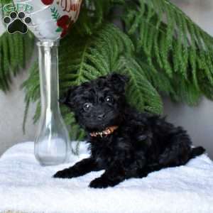 Gerald, Yorkie Poo Puppy