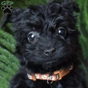 Gerald, Yorkie Poo Puppy