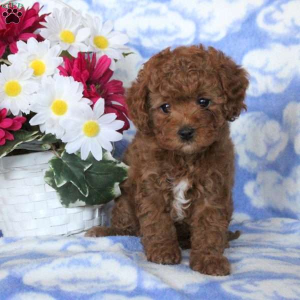 Georgia, Cavapoo Puppy