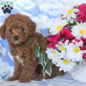 Georgia, Cavapoo Puppy