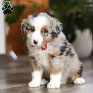 Ghirardelli, Miniature Australian Shepherd Puppy