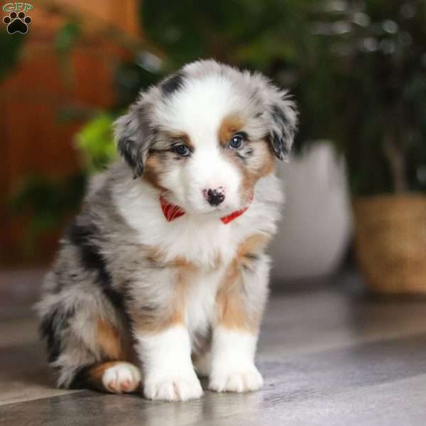 Ghirardelli, Miniature Australian Shepherd Puppy