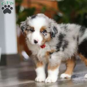Ghirardelli, Miniature Australian Shepherd Puppy