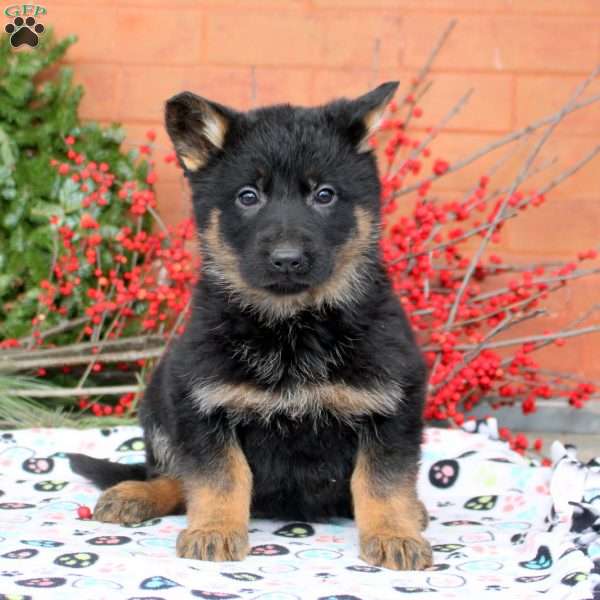 Gia, German Shepherd Puppy