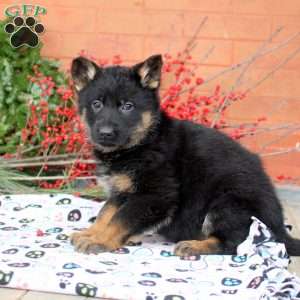 Gia, German Shepherd Puppy