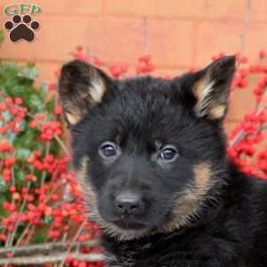 Gia, German Shepherd Puppy