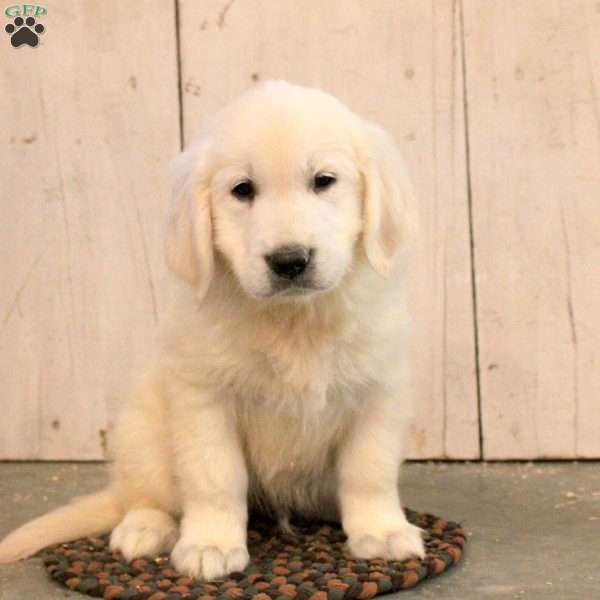 Gideon, English Cream Golden Retriever Puppy