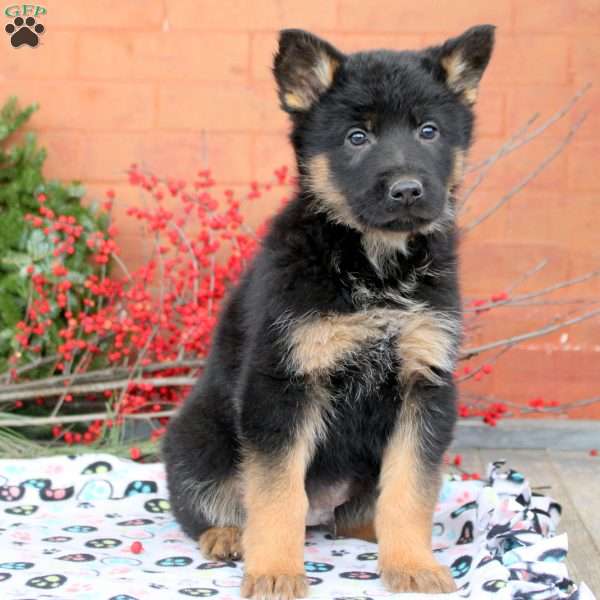 Gideon, German Shepherd Puppy