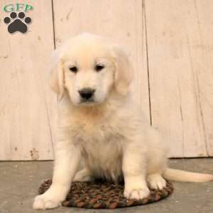 Gideon, English Cream Golden Retriever Puppy