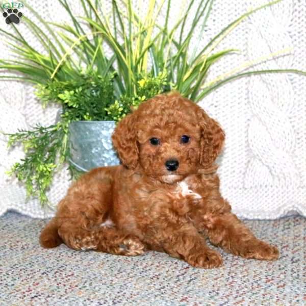 Gideon, Cockapoo Puppy