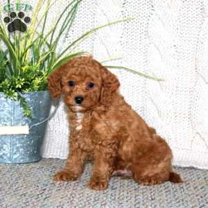 Gideon, Cockapoo Puppy