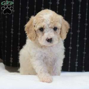 Giggles, Mini Goldendoodle Puppy