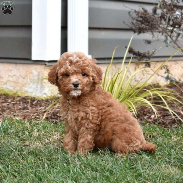 Gilbert, Mini Goldendoodle Puppy