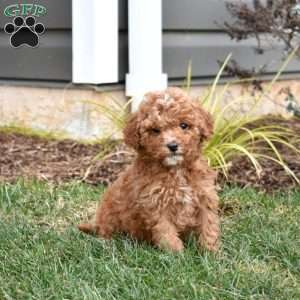 Gilbert, Mini Goldendoodle Puppy
