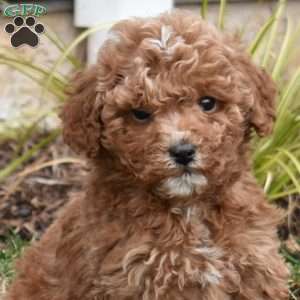 Gilbert, Mini Goldendoodle Puppy