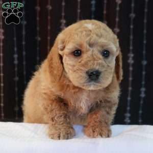 Gilbert, Mini Goldendoodle Puppy