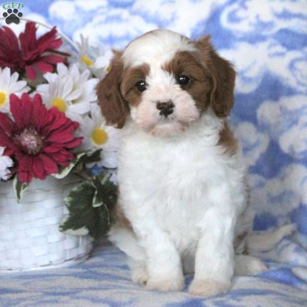 Gina, Cavapoo Puppy