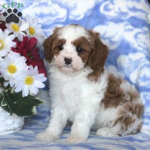 Gina, Cavapoo Puppy