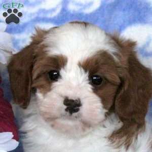 Gina, Cavapoo Puppy