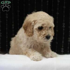 Gina, Mini Goldendoodle Puppy