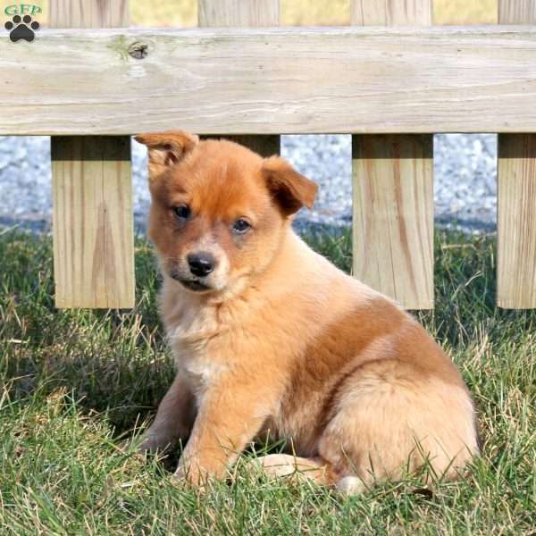 Ginger, Blue Heeler – Australian Cattle Dog Puppy
