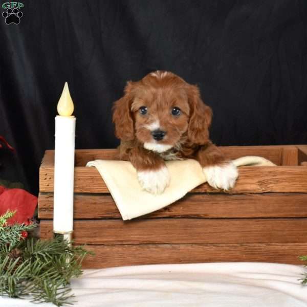 Ginger, Cavapoo Puppy