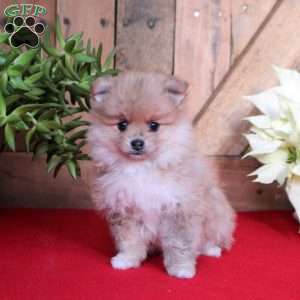 Ginger, Pomeranian Puppy