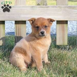 Ginger, Blue Heeler – Australian Cattle Dog Puppy