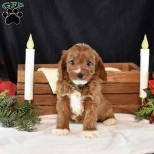 Ginger, Cavapoo Puppy